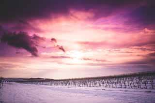 Sun and Clouds over Snowy Wineyard 3
